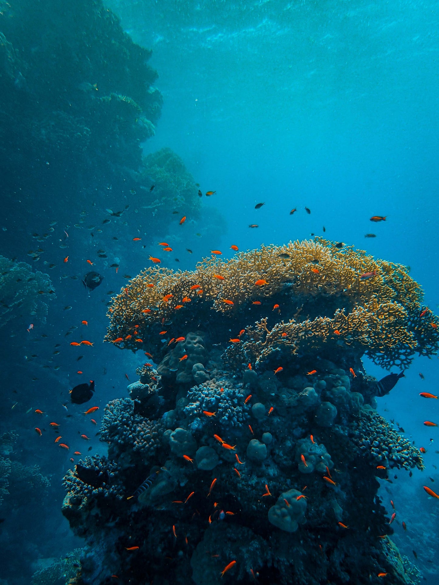 Scuba Diving - BASIC Course