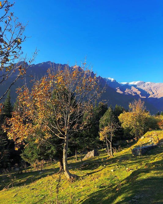 Decoding the Weather Puzzle of Kullu Valley