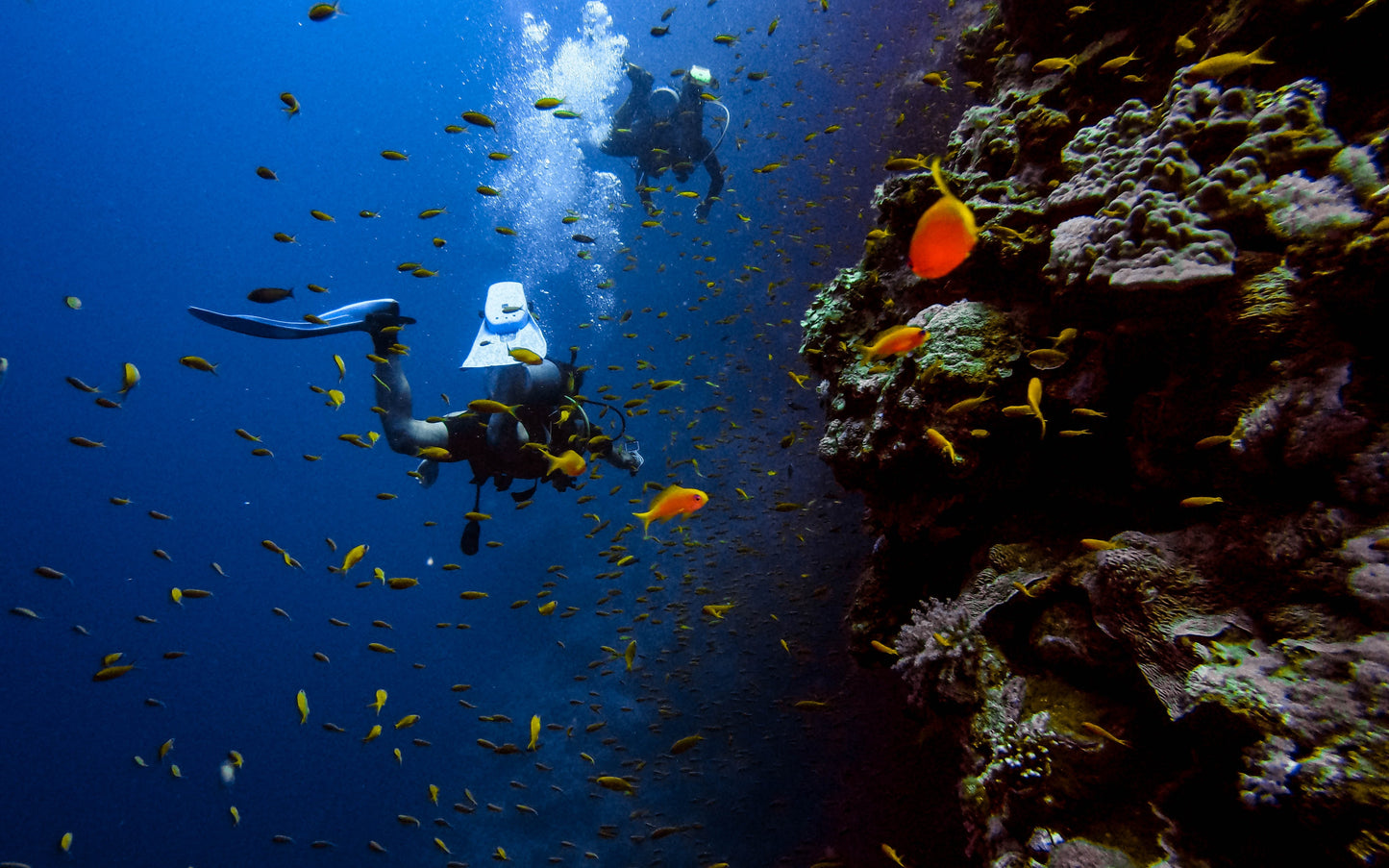 Scuba Diving - BASIC Course