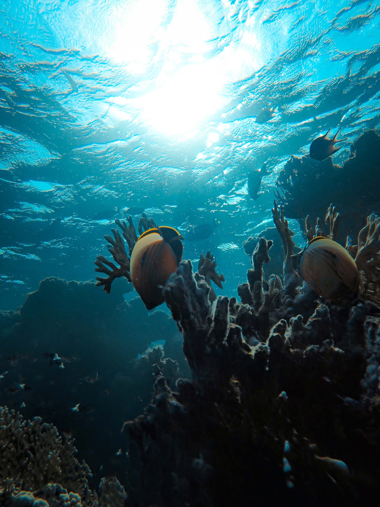 Scuba Diving - BASIC Course