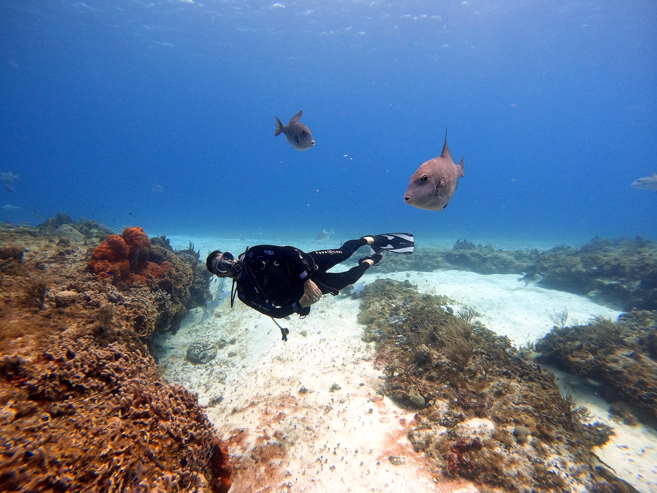 Scuba Diving - BASIC Course